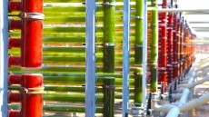 AstaPure® considered one of the most potent antioxidants available today on the market.