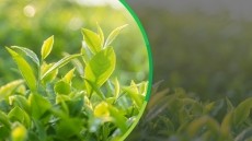 Botanicals you can rely on, from ADM