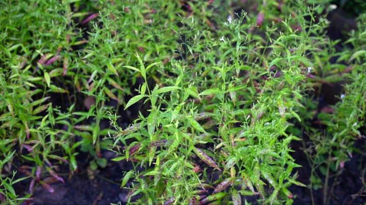 Belgian company Eleonor already has 19 plug-and-play ingredients ready for finished formulations, including a high bioavailability extract of Andrographis paniculate (pictured). Image © Bowonpat Sakaew / Getty Images