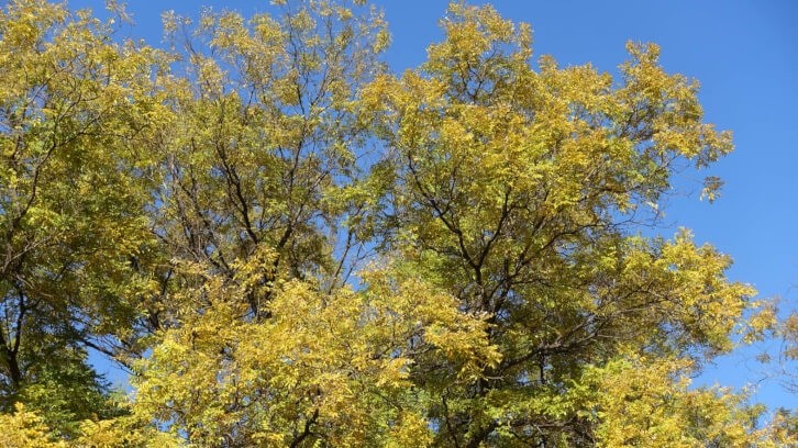 EubioQuercetin combines quercetin derived from the Japanese pagoda tree (pictured) with a unique non-digestible oligosaccharide prebiotic, rutinose. Image © apugach / Getty Images