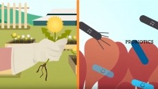 Novel Prebiotic Ingredient for Gut Health