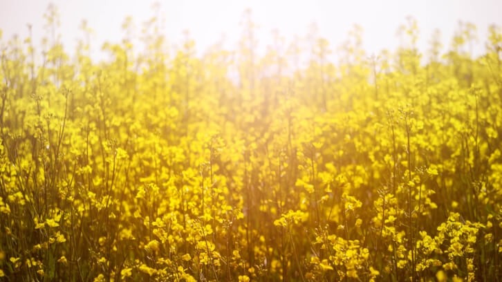 Nutriterra omega-3 oil is derived from canola engineered to produce higher levels of the omega-3 fatty acid DHA. Image © weiXx / Getty Images