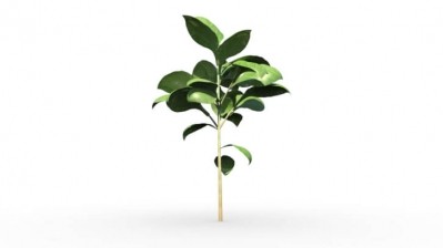 Plant stanols increase COVID-19 antibody response 