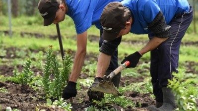 Rhodiola rosea: Adjusting to life as an endangered species 