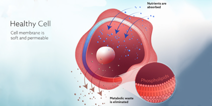 Picture 1 healthy cells