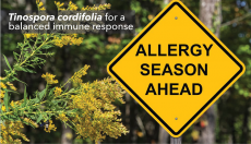 Tinospora cordifolia for a balanced immune response